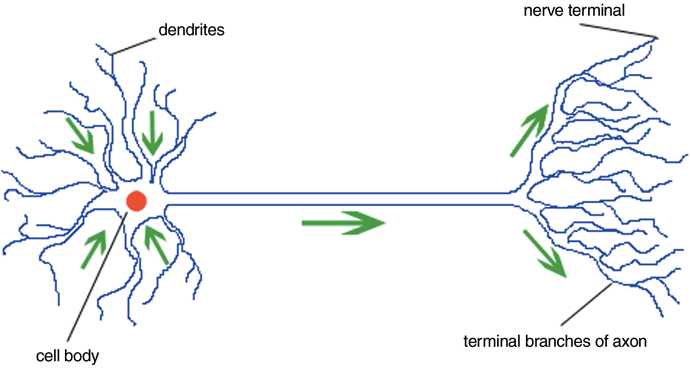 Detailed neuron structure labeling all parts mentioned above, showing direction of impulse travel with arrows
