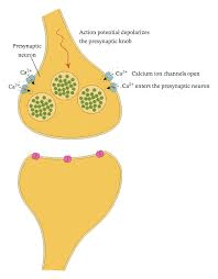Cross-section of a synapse showing the synaptic knob, synaptic vesicles containing neurotransmitters, synaptic cleft, and receptor proteins on the post-synaptic membrane