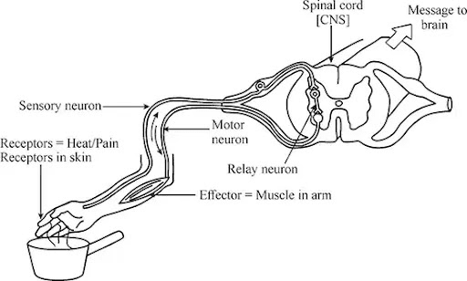 Complete reflex arc showing the pathway from receptor (in skin) → sensory neuron → spinal cord (grey matter) → relay neuron → motor neuron → effector (muscle), with labels indicating CNS and PNS regions