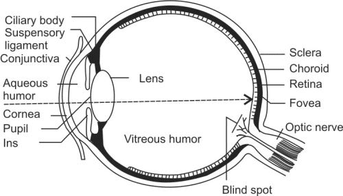 Cross-section of the human eye showing and labeling: cornea, iris, pupil, lens, ciliary muscles, suspensory ligaments, retina, fovea, blind spot, optic nerve, sclera, and choroid