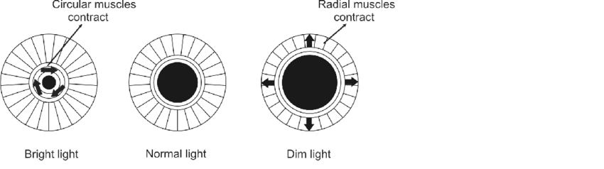 Front view of the eye showing iris muscle arrangements in bright light (small pupil) and dim light (large pupil), with arrows indicating muscle contraction