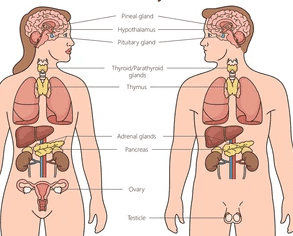 Human body outline showing locations of major endocrine glands: pituitary (brain), thyroid (neck), adrenal glands (above kidneys), pancreas (abdomen), ovaries (female), and testes (male)