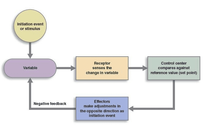 Circular negative feedback loop showing: Normal level → Change detected → Corrective response activated → Level returns to normal → Correction stops, with arrows forming a cycle