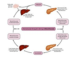 Flowchart showing blood glucose regulation with two pathways - one for high glucose (insulin pathway) and one for low glucose (glucagon pathway), meeting at "Normal Blood Glucose" in the center