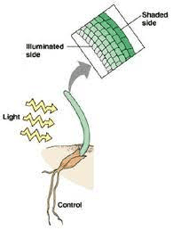 Plant shoot showing phototropism mechanism with auxin distribution and cell elongation on shaded vs lit sides, with arrows indicating direction of light and growth