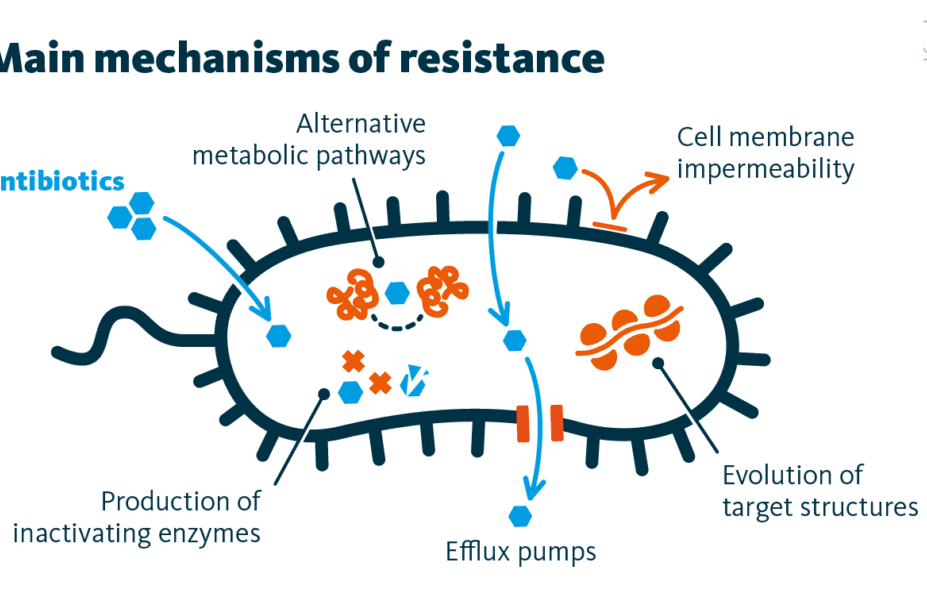 Bacterial cell showing different antibiotic targets - cell wall, ribosomes, DNA, and metabolic pathways