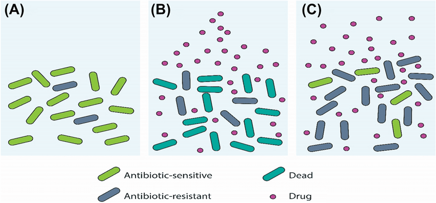 Evolution of antibiotic resistance showing bacterial populations before, during, and after antibiotic treatment