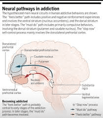 Brain reward pathway showing dopamine neurons and key brain regions affected by addictive drugs