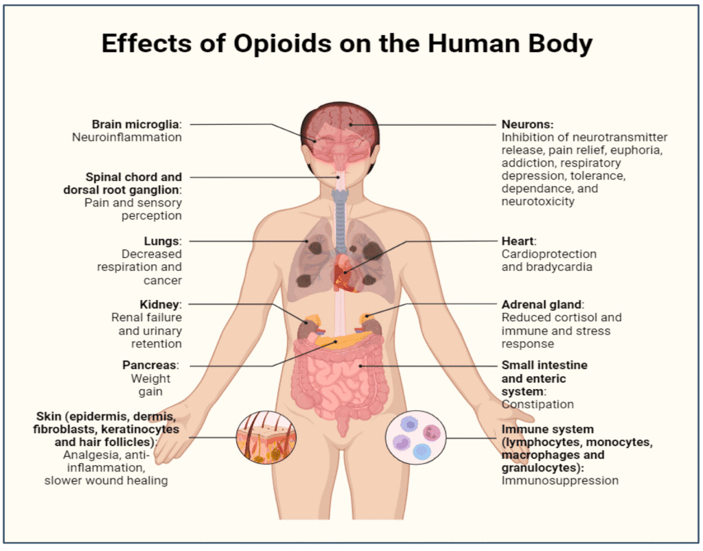 Comparison of different drug types showing their effects, addiction potential, and health risks