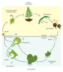 Types of asexual reproduction showing binary fission in bacteria, budding in yeast, spore formation in fungi, and vegetative propagation in plants with labeled parts