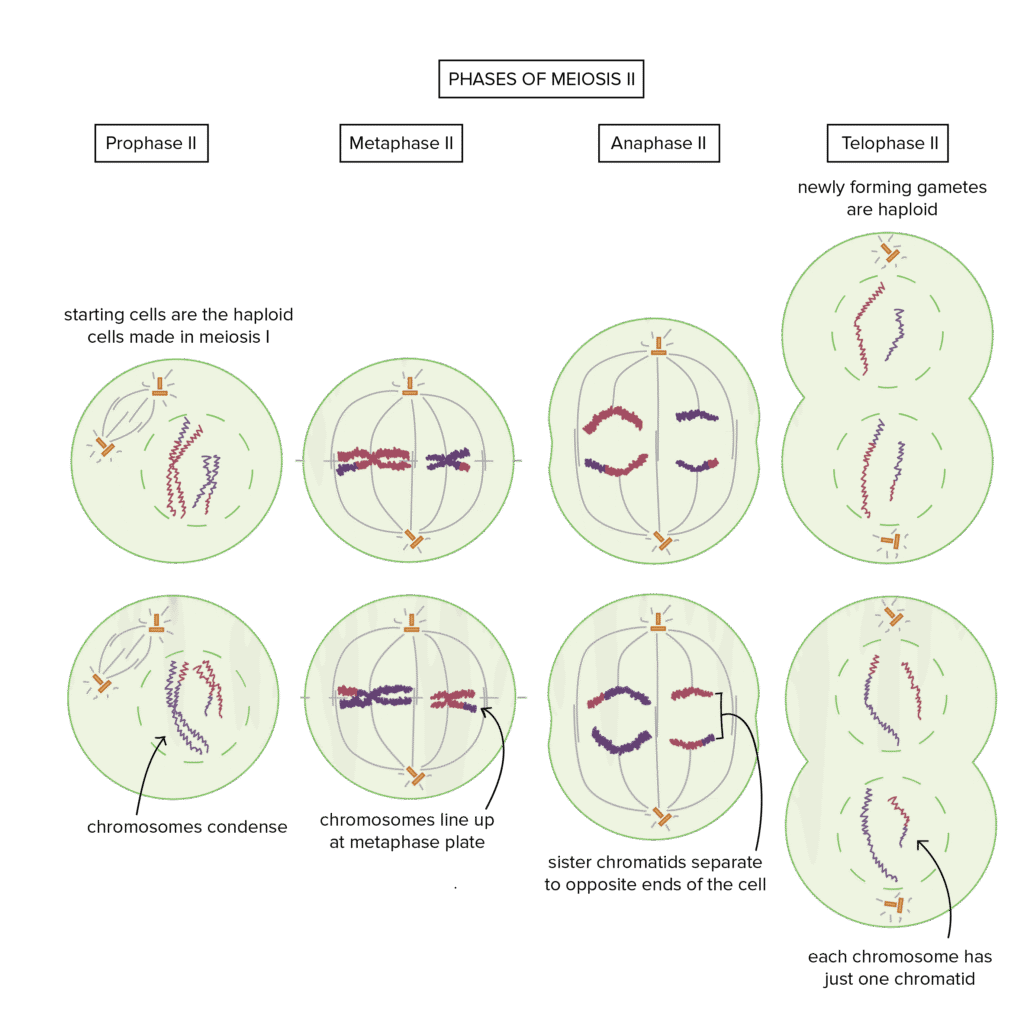 Stages of mitosis showing chromosome behavior at each stage, with parent cell (2n=4) dividing into two daughter cells (2n=4)
