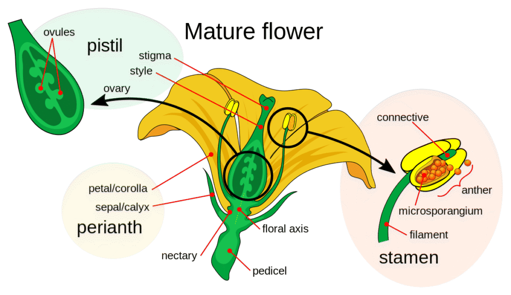 Cross-section of a flower showing all labeled parts including stamen (anther and filament), carpel (stigma, style, ovary), petals, sepals, and receptacle