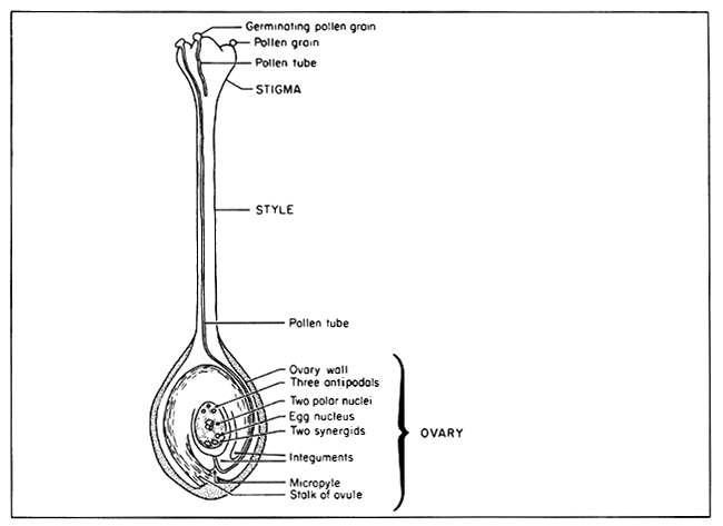 Fertilization process in flowering plants showing pollen tube growth, nucleus fusion in ovule, and formation of seed