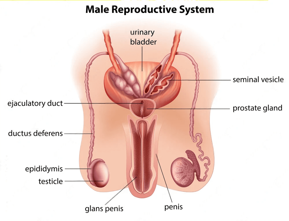 Male reproductive system showing labeled testes, scrotum, sperm ducts, prostate gland, seminal vesicles, urethra, and penis