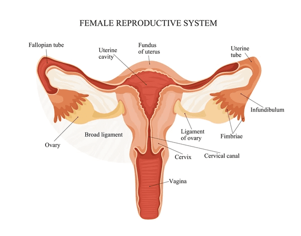 Female reproductive system showing labeled ovaries, oviducts, uterus, endometrium, cervix, and vagina
