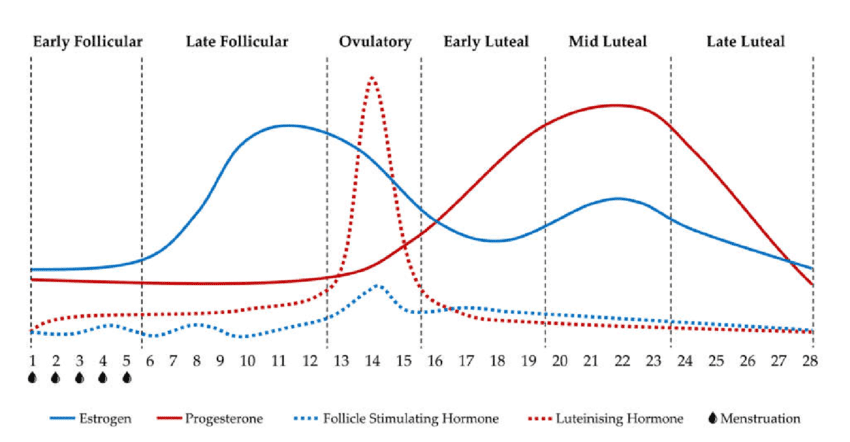 Graph showing menstrual cycle with hormone levels (estrogen and progesterone) over 28 days, and events in ovary and uterus