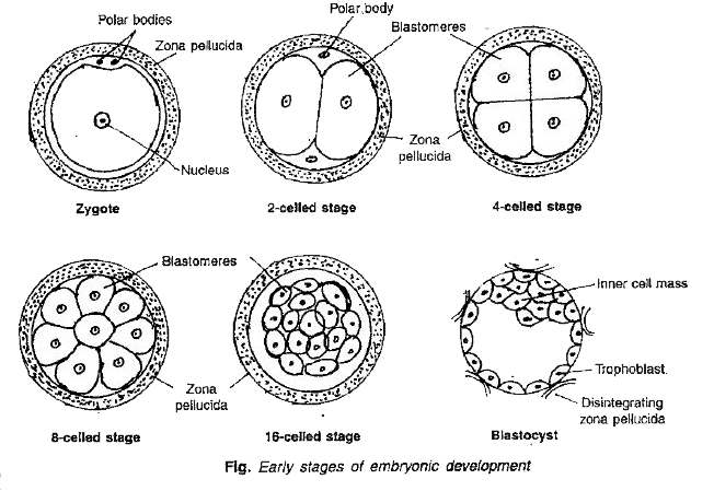 Development from fertilization to implantation showing zygote, cell division stages, embryo formation, and implantation in uterus lining