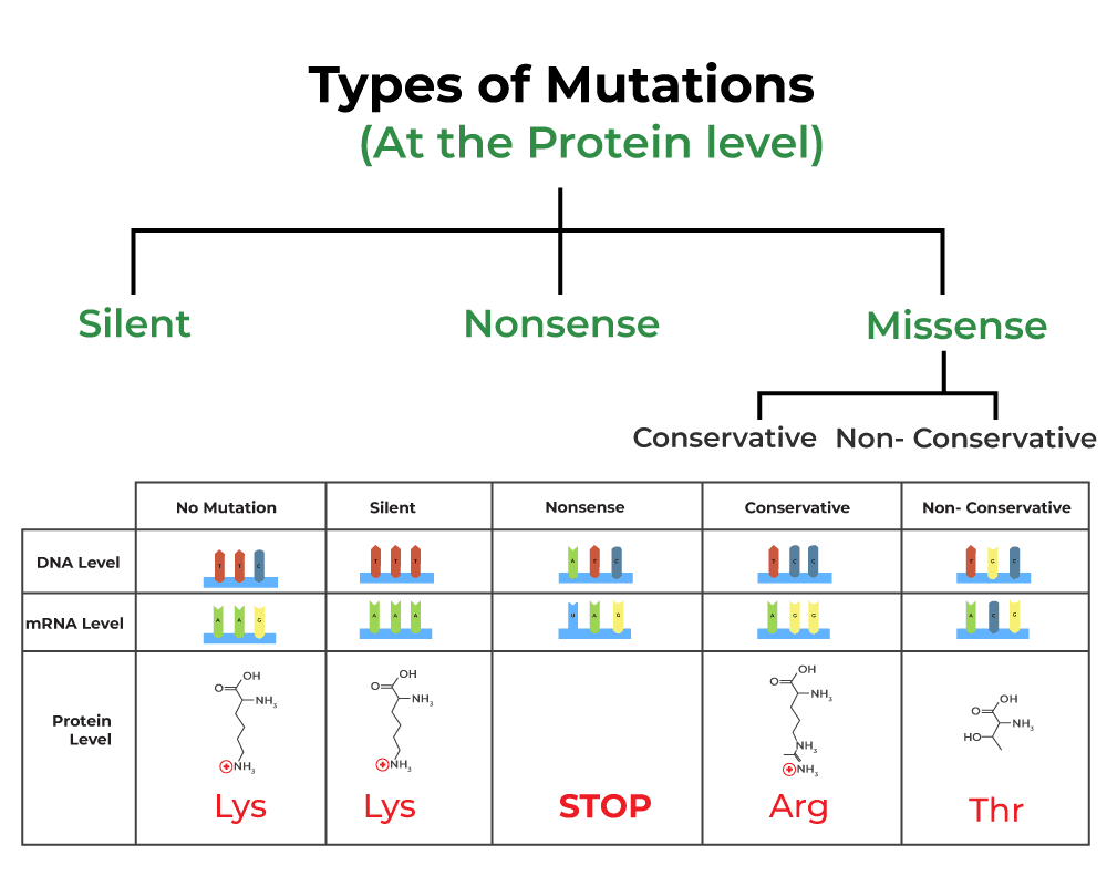 DNA sequence showing three types of mutations - original sequence and how it changes with insertion, deletion, and substitution, with resulting protein changes