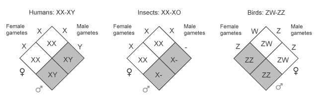 Sex determination Punnett square showing XX × XY cross with clear indication that male gametes determine offspring sex