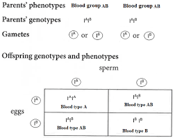 Blood group inheritance showing all possible genotypes (IᴬIᴬ, IᴬIᴮ, IᴮIᴮ, Iᴬi, Iᴮi, ii) and their corresponding phenotypes (A, AB, B, O)