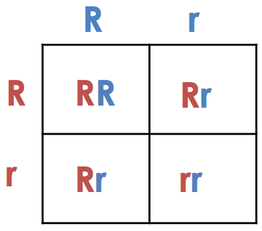 Punnett square showing BB × bb cross with clear labeling of parental gametes, offspring genotypes, and resulting phenotypes