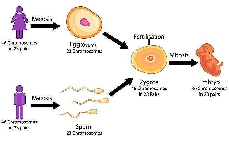 Fertilization process showing sperm (n=23) + egg (n=23) = zygote (2n=46), with chromosomes clearly illustrated