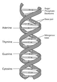 DNA double helix structure showing sugar-phosphate backbone on outside, base pairs (A-T and G-C) in the middle, with hydrogen bonds indicated between bases