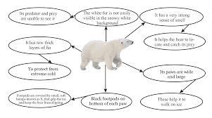 Labeled diagram of a polar bear showing adaptations: thick fur, layer of fat, small ears, white color, large paws, and explanations for each adaptation