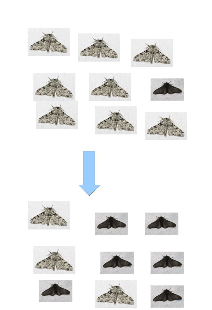 Three panels showing trees with moths before, during, and after industrialization, illustrating the change in moth population colors
