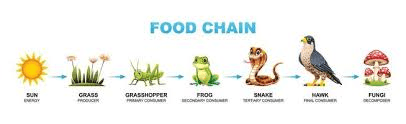 Simple food chain showing arrows indicating energy flow from grass through grasshopper, frog, snake, to hawk. Include sun at the start showing energy input