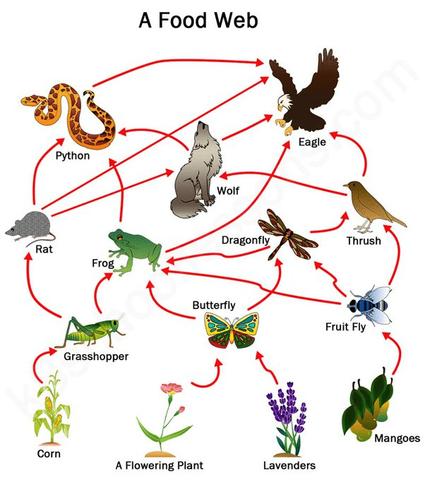 Food web showing multiple interconnected chains in a woodland ecosystem, including producers (plants, trees), primary consumers (insects, rabbits, deer), secondary consumers (birds, foxes), and tertiary consumers (owls, hawks). Show decomposers at the bottom connected to all levels