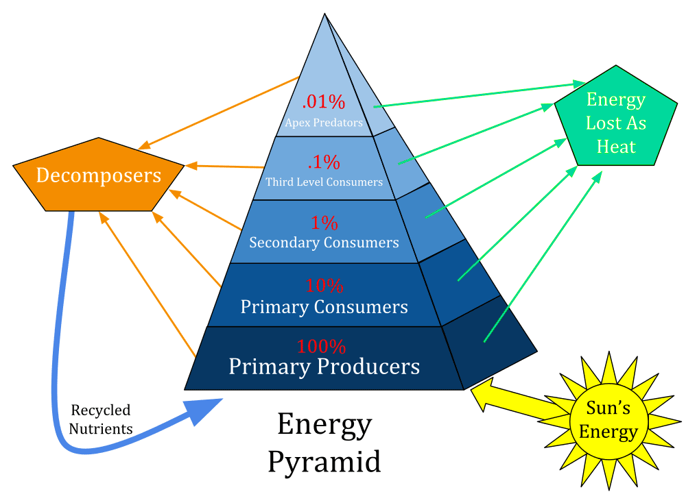 Three pyramids side by side - numbers, biomass, and energy. Show typical pyramid shapes with labels for each trophic level and example numbers/measurements