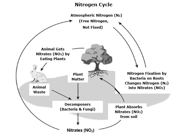 Nitrogen cycle showing atmosphere with N₂ at top. Show nitrogen fixation by bacteria and lightning converting N₂ to nitrates in soil. Show plants absorbing nitrates, animals eating plants, decomposers breaking down dead matter and waste into ammonia, nitrifying bacteria converting ammonia to nitrates, and denitrifying bacteria converting nitrates back to N₂