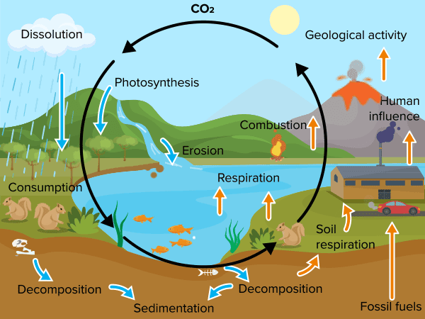 The carbon cycle showing how deforestation disrupts CO₂ absorption and storage, with arrows indicating carbon movement between atmosphere, trees, soil, and through burning