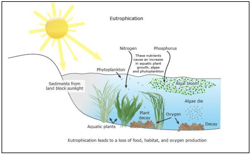 Eutrophication process flowchart showing the six steps with visual representations of a pond at each stage, from healthy to dead zone