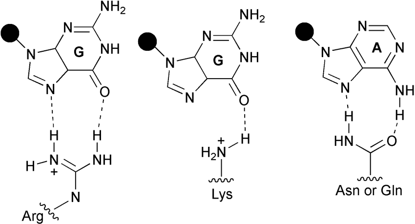 अमीन अणुओं के बीच हाइड्रोजन बंधन दिखाने वाला चित्र