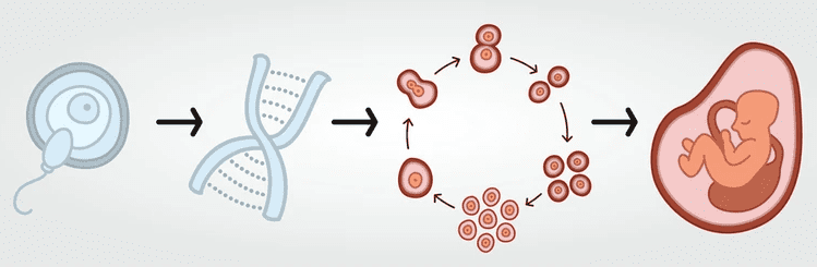 Human reproduction concept illustration showing sperm fertilizing egg with DNA strands
