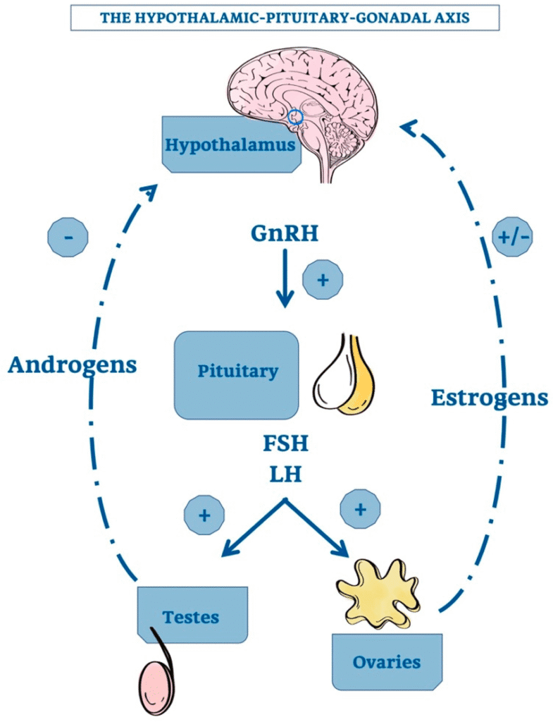 Hypothalamic-pituitary-gonadal axis diagram showing hormone pathways and feedback loops