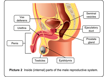 Male reproductive system anatomy diagram showing external and internal structures with labels