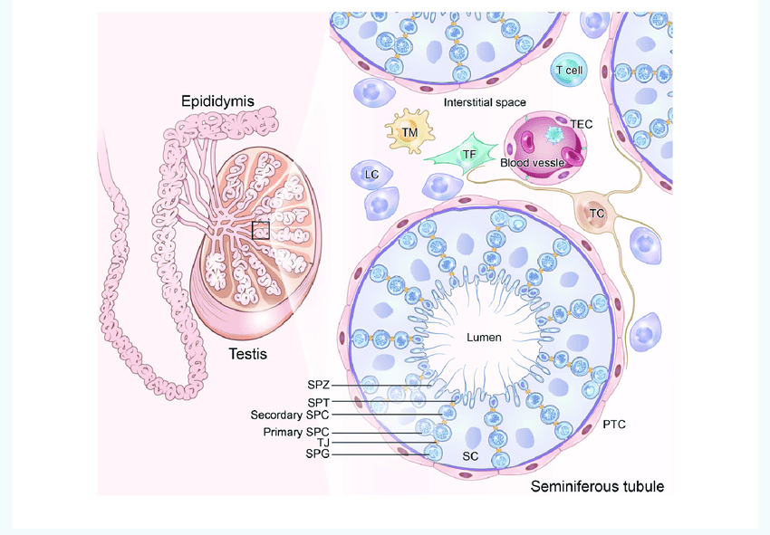 Cross-section of testis showing seminiferous tubules, interstitial cells, and ductular system