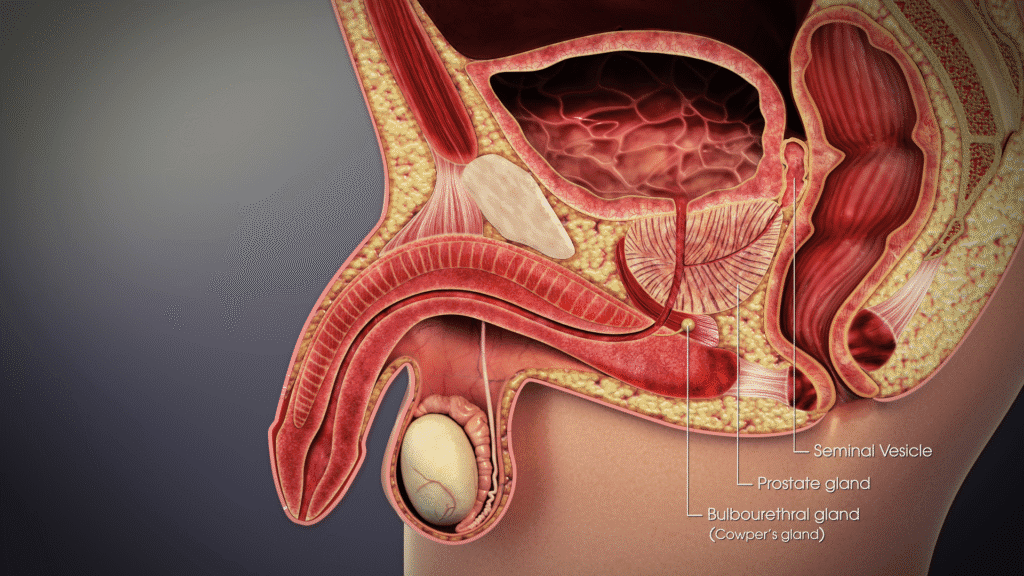 Male accessory glands diagram showing seminal vesicles, prostate, and bulbourethral glands with their secretions