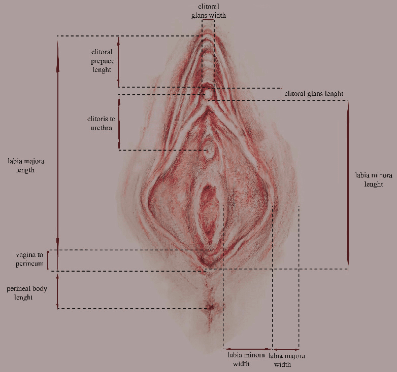 Female external genitalia anatomy diagram showing vulva structures with proper labels