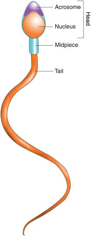Detailed diagram of mature sperm structure showing head, midpiece, and tail with organelles