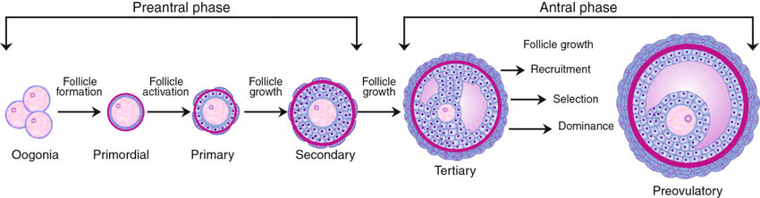 Follicular development stages from primordial to Graafian follicle with detailed labeling