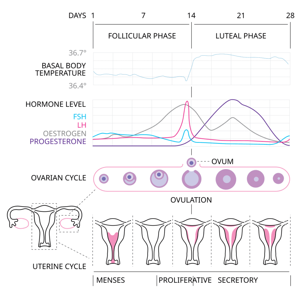 Complete menstrual cycle diagram showing hormone levels, ovarian changes, and endometrial changes over 28 days