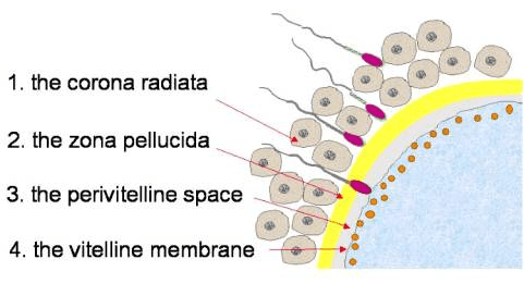 Fertilization process showing sperm penetration through zona pellucida and membrane fusion