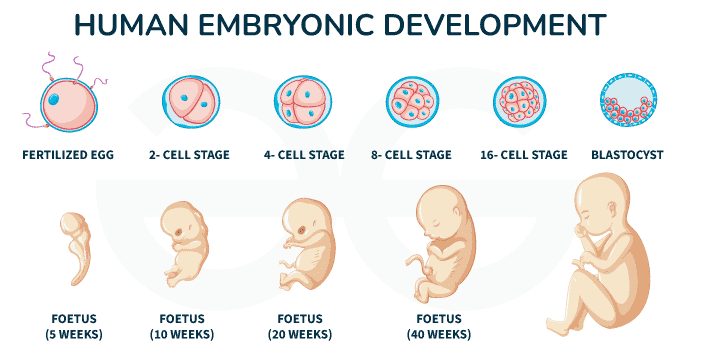 Early embryonic development stages from zygote to blastocyst with timeline