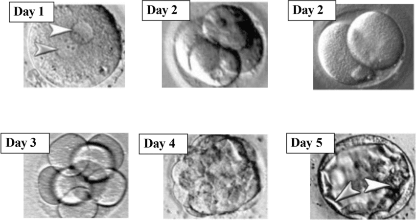 VF laboratory setup और embryo development stages का diagram
