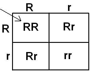 द्विसंकर संकरण का वर्गपट्ट (Punnett Square) दिखाते हुए 16 संयोजन और अंतिम अनुपात
