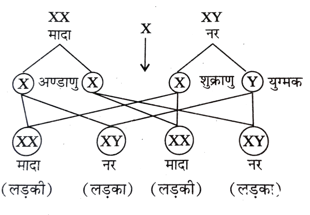 मानव लिंग निर्धारण दिखाते हुए नर और मादा युग्मक निर्माण और निषेचन के संभावित परिणाम